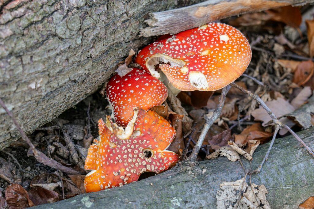 Close-up of red Amanita muscaria mushrooms growing beside a tree trunk in a forest setting.