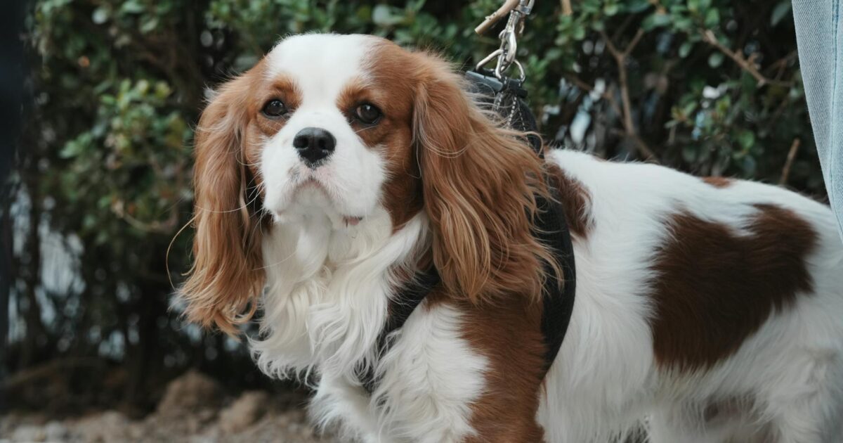 King Charles' Enduring Legacy: A Look Back at Decades of American Visits in 2026 - featured