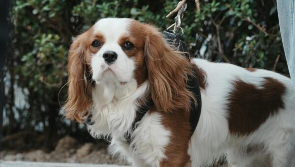 King Charles' Enduring Legacy: A Look Back at Decades of American Visits in 2026 - featured