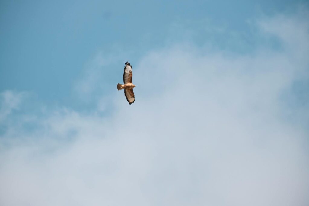 A solitary eagle gliding in a clear blue sky over Konya, Türkiye.