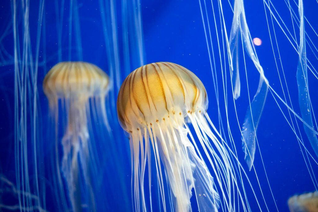 Staying Safe from Jellyfish Stings: Your Ultimate Guide for Beach Season 2026