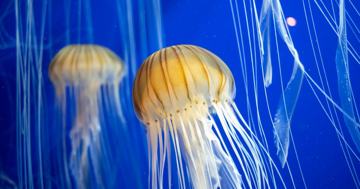 Staying Safe from Jellyfish Stings: Your Ultimate Guide for Beach Season 2026 - featured