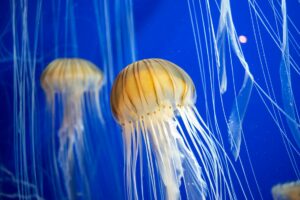 Staying Safe from Jellyfish Stings: Your Ultimate Guide for Beach Season 2026 - featured