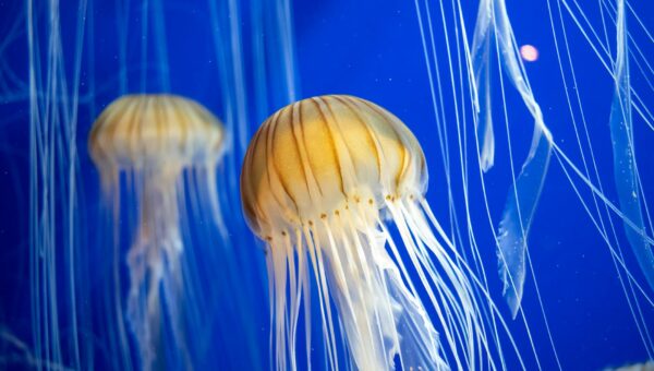 Staying Safe from Jellyfish Stings: Your Ultimate Guide for Beach Season 2026 - featured