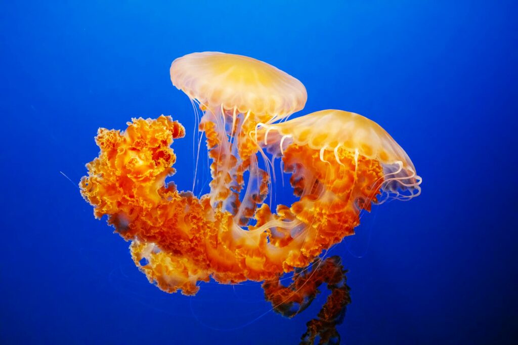 Stunning image of two vibrant orange jellyfish gracefully floating in clear blue ocean waters.