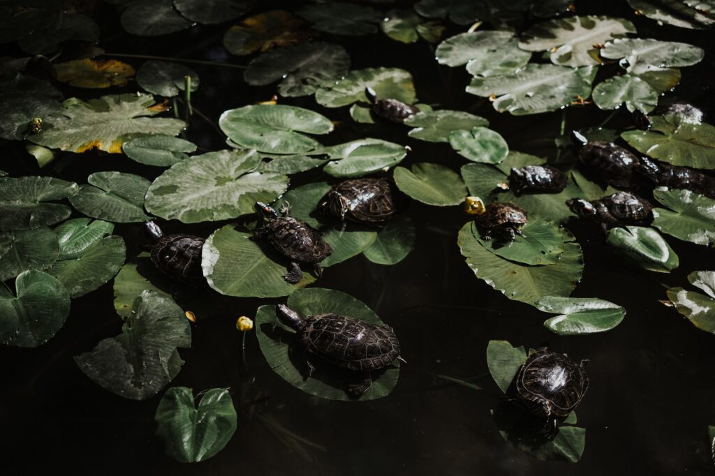 Mona Khalil: The Turtle Guardian of Lebanon Falls in 2026, Leaving Behind a Legacy of Conservation and Courage