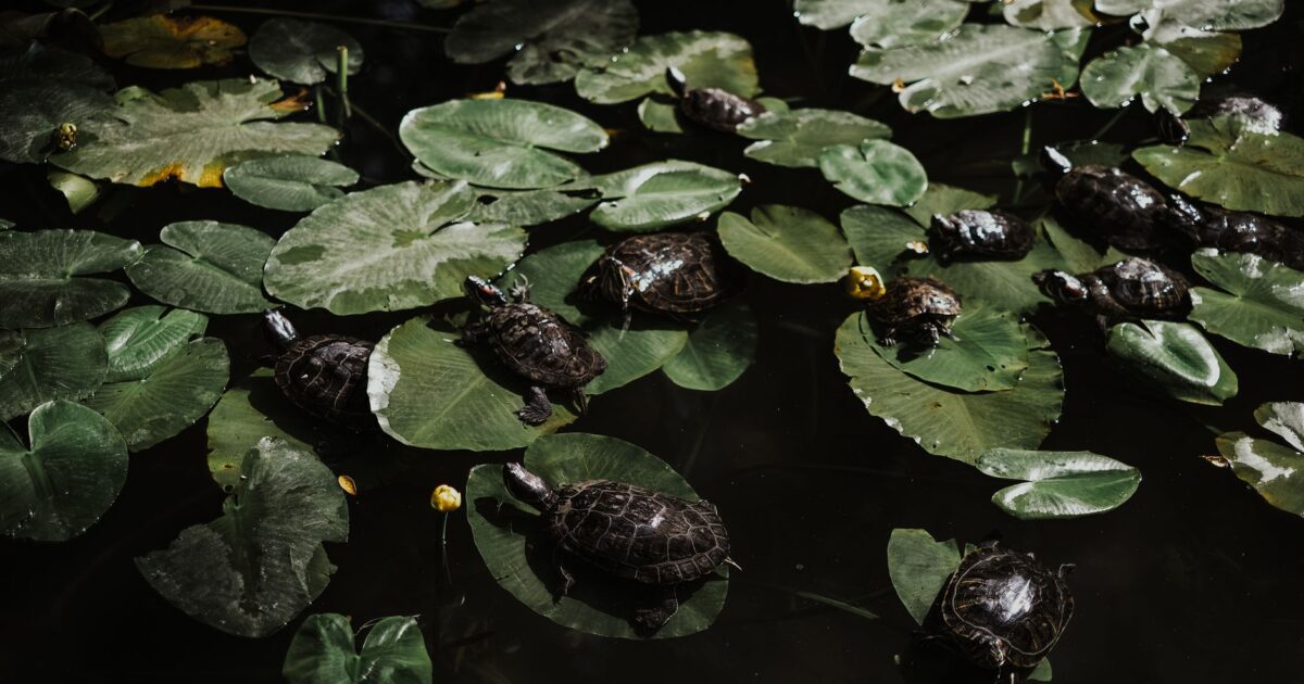 Mona Khalil: The Turtle Guardian of Lebanon Falls in 2026, Leaving Behind a Legacy of Conservation and Courage - featured