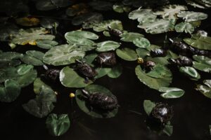 Mona Khalil: The Turtle Guardian of Lebanon Falls in 2026, Leaving Behind a Legacy of Conservation and Courage - featured