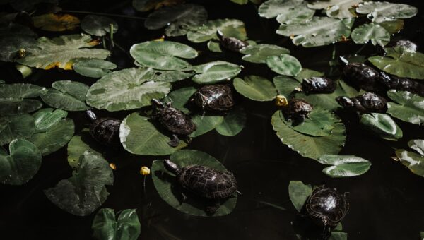 Mona Khalil: The Turtle Guardian of Lebanon Falls in 2026, Leaving Behind a Legacy of Conservation and Courage - featured