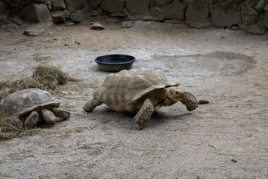 Two African spurred tortoises in a natural outdoor enclosure in Mendon, MA.