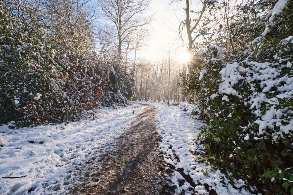 Discover a serene snow-covered pathway through a winter forest with sunlight streaming through the trees.