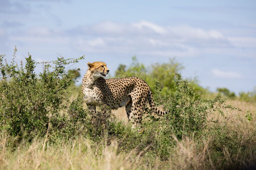 A cheetah scanning its surroundings in an open, grassy savannah. Perfect wildlife capture.