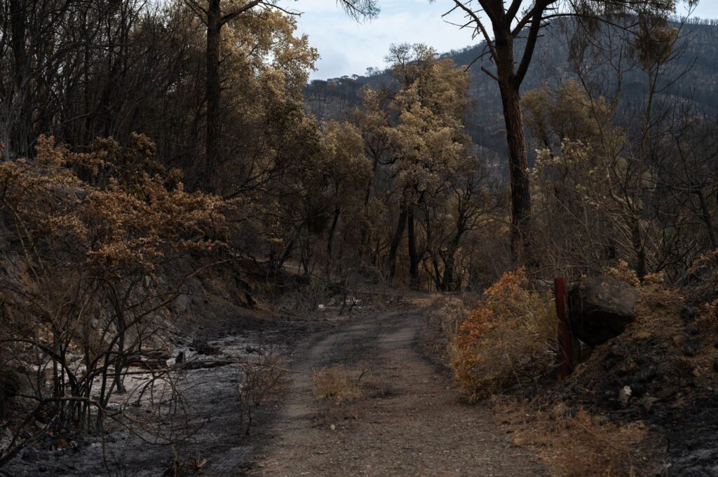 A path through a forest burned by wildfire, showing charred trees and regrowth.