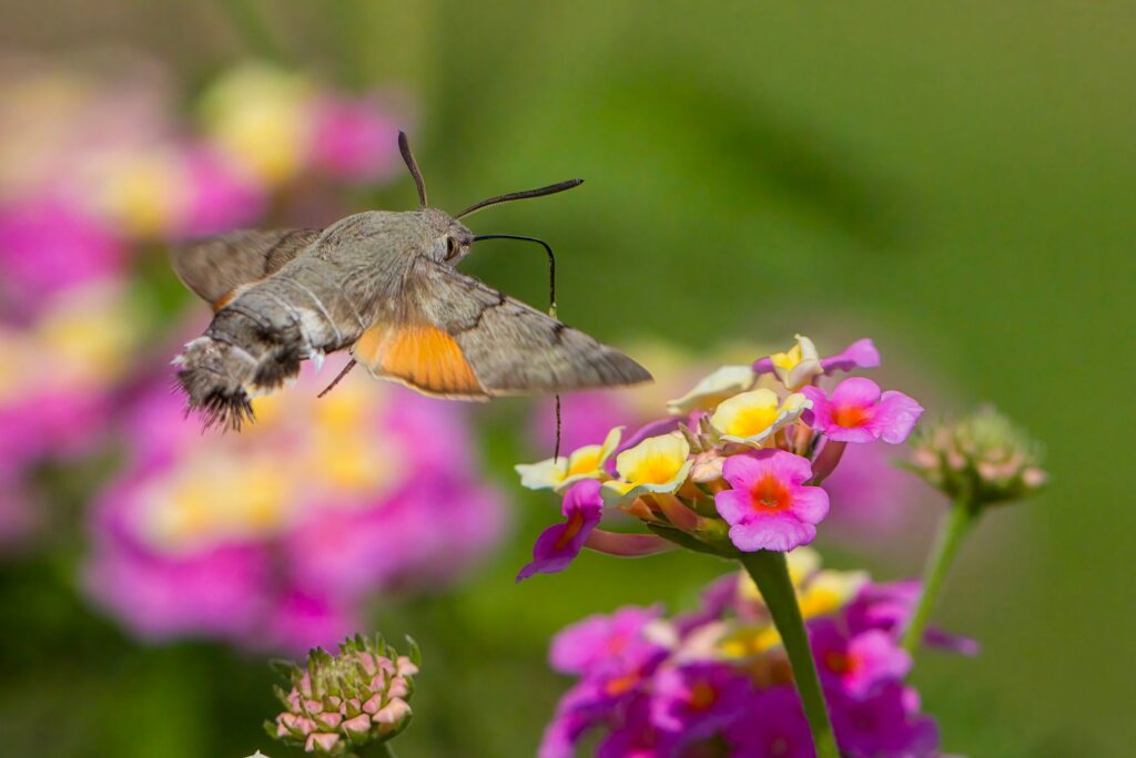 Hummingbird Hawk-Moth Invasion: Europe Sees Unprecedented Surge in 2026, Experts Weigh In
