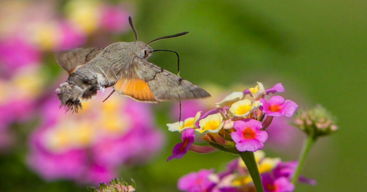Hummingbird Hawk-Moth Invasion: Europe Sees Unprecedented Surge in 2026, Experts Weigh In - featured