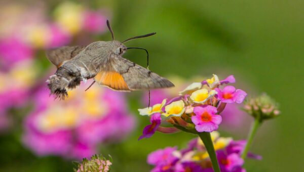 Hummingbird Hawk-Moth Invasion: Europe Sees Unprecedented Surge in 2026, Experts Weigh In - featured