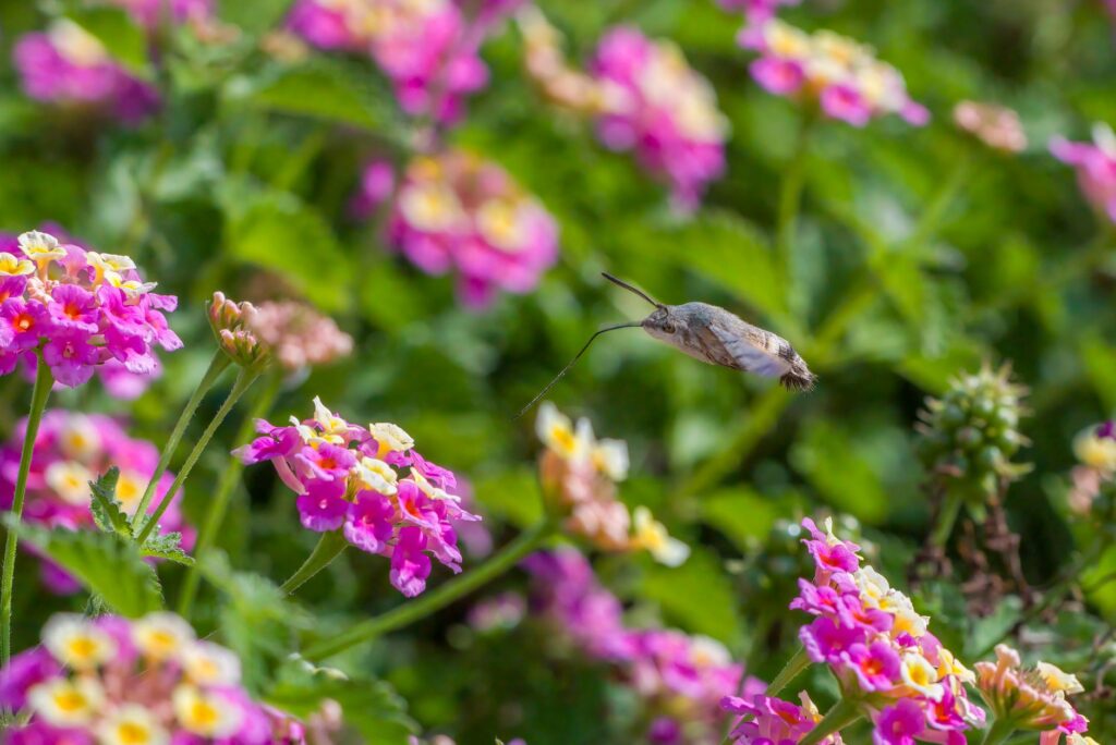 A hummingbird hawk-moth hovering near colorful lantana flowers in a garden setting, showcasing nature's beauty.