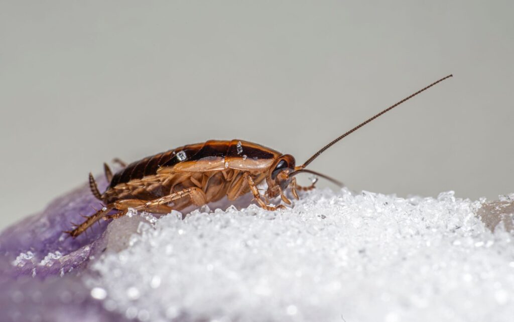 India's 'Cockroach' Protest Called Off After Education Minister Quits: A New Era for India's Youth in 2026