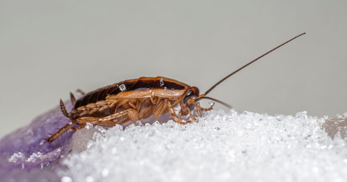 India's 'Cockroach' Protest Called Off After Education Minister Quits: A New Era for India's Youth in 2026 - featured