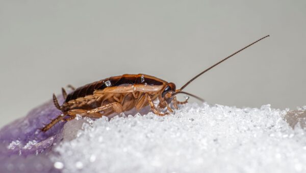 India's 'Cockroach' Protest Called Off After Education Minister Quits: A New Era for India's Youth in 2026 - featured