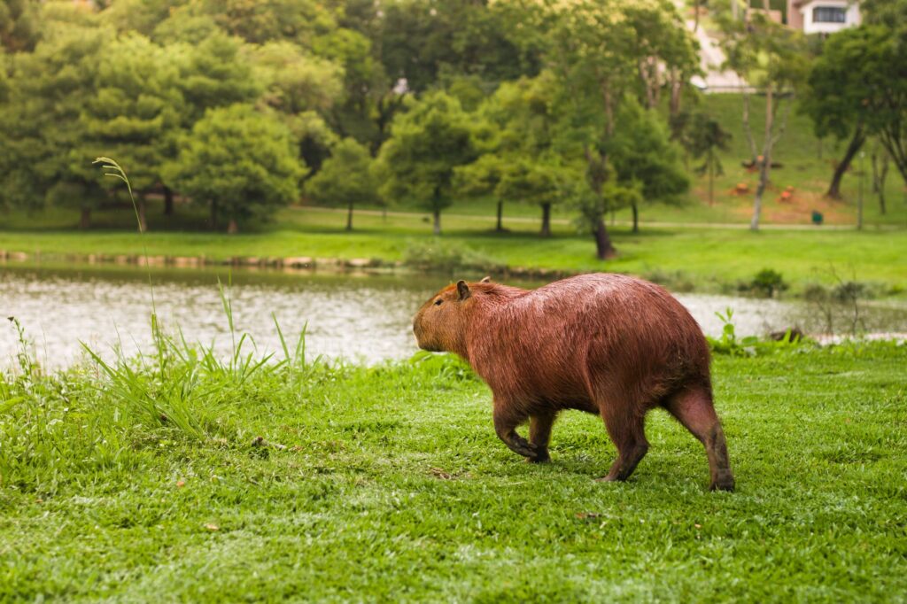 Capybaras Invade Brazilian Legislature: A Surprising 2026 Incident that Left Officials Amused