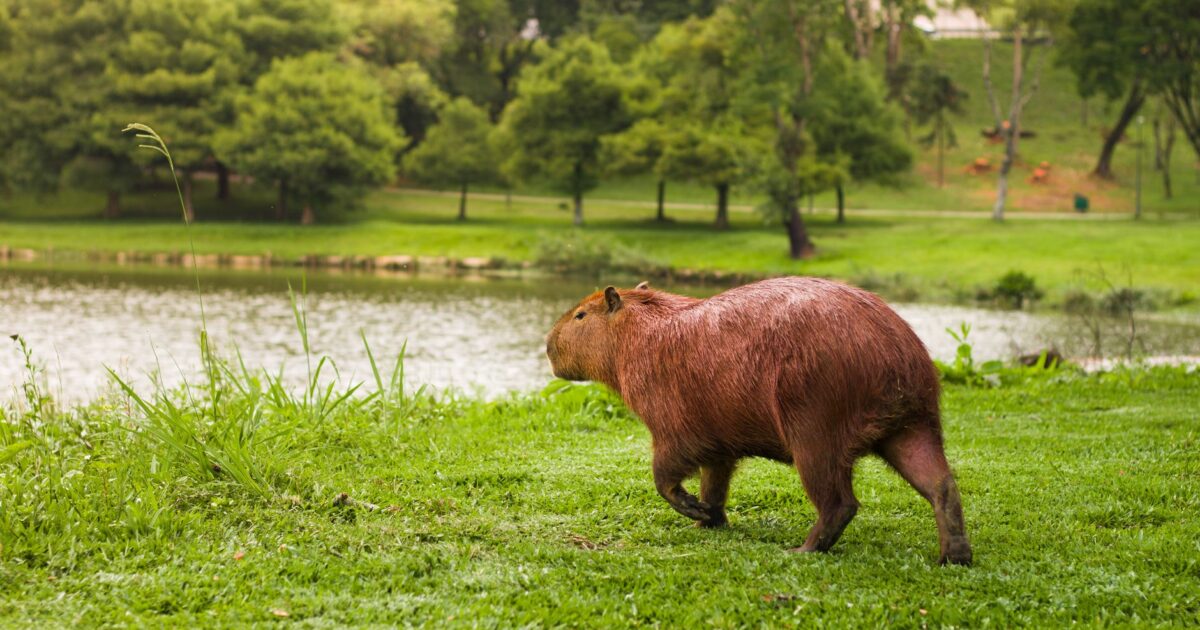 Capybaras Invade Brazilian Legislature: A Surprising 2026 Incident that Left Officials Amused