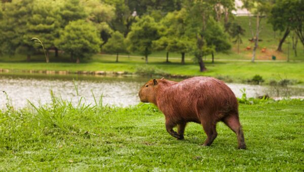 Capybaras Invade Brazilian Legislature: A Surprising 2026 Incident that Left Officials Amused - featured