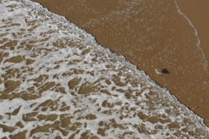 Racing Against the Tide: The Unforgettable 2026 Omeey Island Horse Racing Event - featured